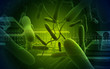 Cholera bacteria