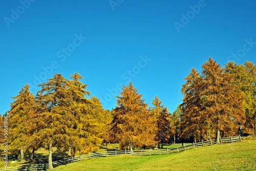 Photo: Larici in Alto Adige Larici in Alto Adige