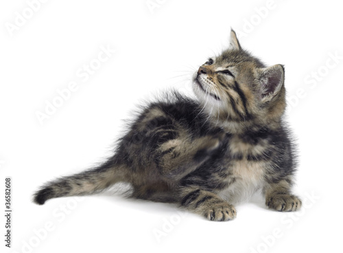 Foto: scraping cute kitten scraping cute kitten