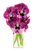Pansies bouquet