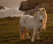 Wild Welsh Pony in the sunset