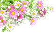 chrysanthemum and haze grass