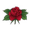 beautiful red rose isolated beautiful red rose isolated