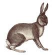 Lièvre