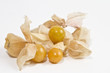 cerise de terre