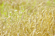 golden wheat