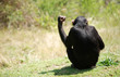 singe