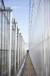 Gravel walkway between greenhouses