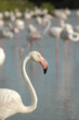 flamant camargue