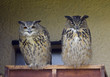 Two Eagle-owls