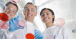 Scientists examining petri dishes in lab