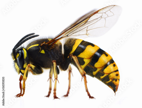 Photo: Close up of wasp Close up of wasp