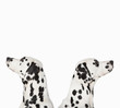 Dalmatians looking in opposite directions