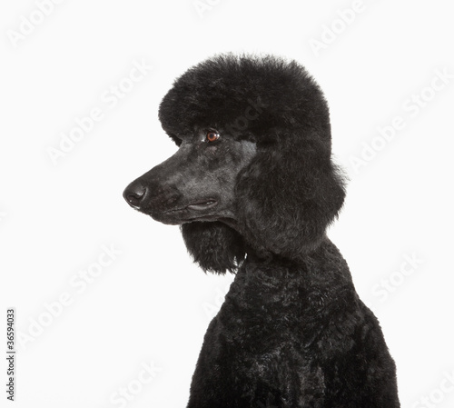 Photo: Close up of black poodle's face Close up of black poodle's face
