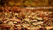 autumn brooke background