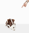 Person scolding embarrassed dog