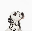 Dog with curious expression