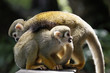 Singes Saimiris de Guyane