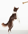 Dog standing to reach bone