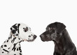 Dalmatians examining each other