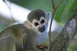 Singes Saimiris de Guyane Singes Saimiris de Guyane