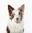 Close up of dog's face