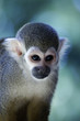 Singes Saimiris de Guyane