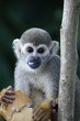 Photo: Singes Saimiris de Guyane Singes Saimiris de Guyane