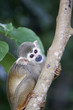 Singes Saimiris de Guyane
