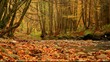 autumn creek