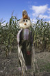 Cornfield scarecrow Cornfield scarecrow