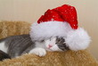 Schlafende Katze mit Mütze