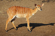 Female Nyala antelope