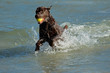 Photo: Dog running and playing on the beach Dog running and playing on the beach