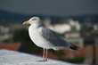 The seagull The seagull