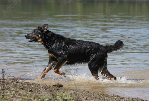 photo par CALLALLOO Canis