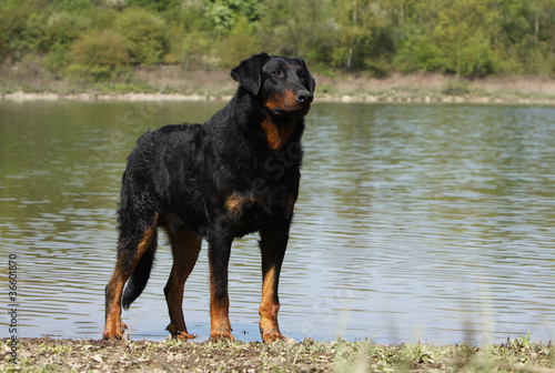 photo par CALLALLOO Canis