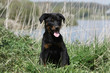 chiot berger de Beauce assis dans l'herbe