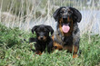 maman de race berger de Beauce et son chiot