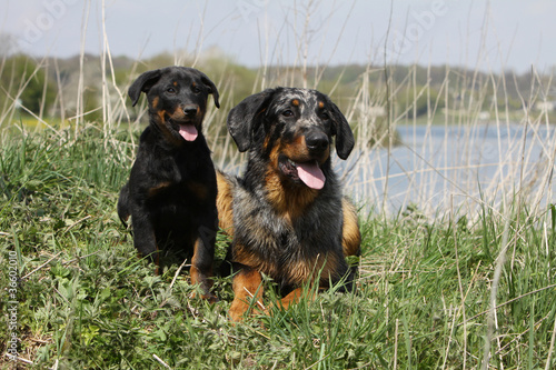 photo par CALLALLOO Canis
