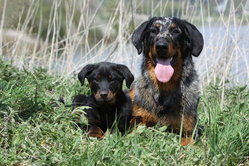 photo par CALLALLOO Canis