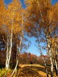 colorful autumn forest