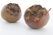 Foto: Mispel,Mespilus germanica Mispel,Mespilus germanica