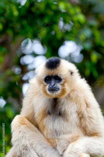 Photo: Gibbon of golden cheeks, Nomascus gabriellae Gibbon of golden cheeks, Nomascus gabriellae