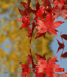 automne