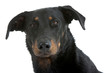 regard loyal et tendre du chien beauceron
