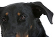 gros plan sur l'oeil du beauceron - chien
