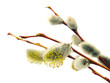 pussy willows branches