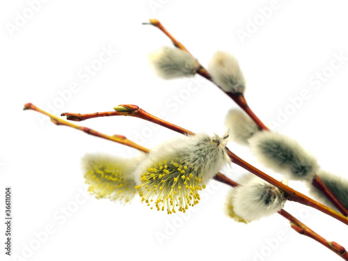 Photo: pussy willows branches pussy willows branches