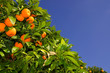 Orangenbaum
